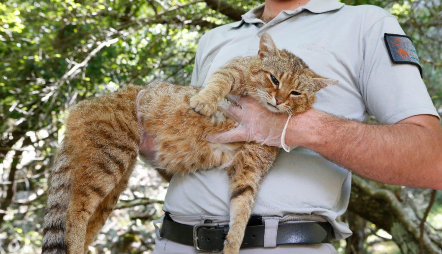 一个新的物种的猫与肌肉和夜间活动