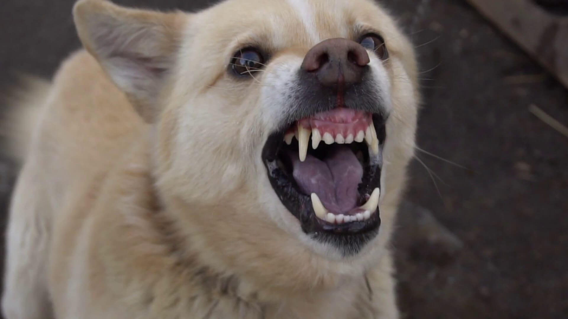 Quanto sono pericolosi branchi di cani randagi?