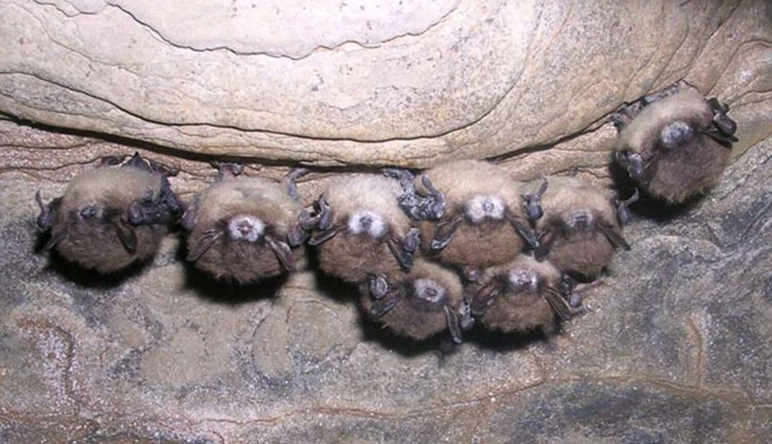 En los estados unidos mueren a millones de murciélagos. Que las mata?