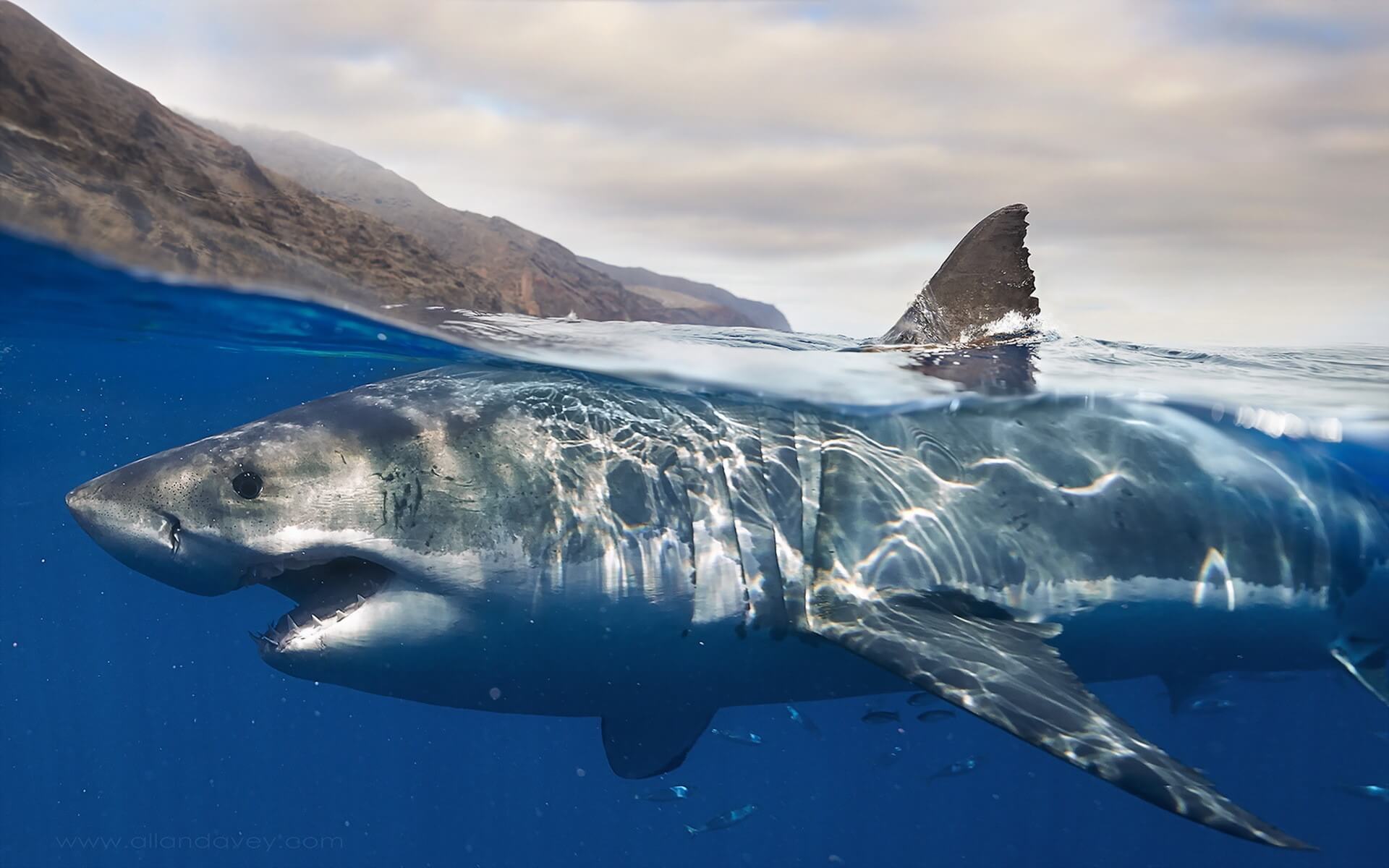 Wissenschaftler haben herausgefunden, Woher kamen die Haie-Kannibalen, das töten von Menschen