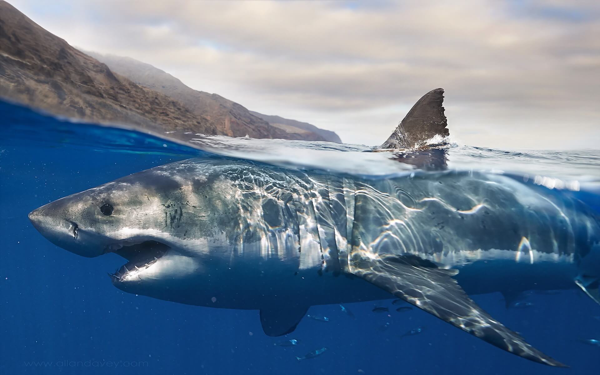 Les scientifiques ont découvert, d'où vient le requin-ogres, tuant des gens