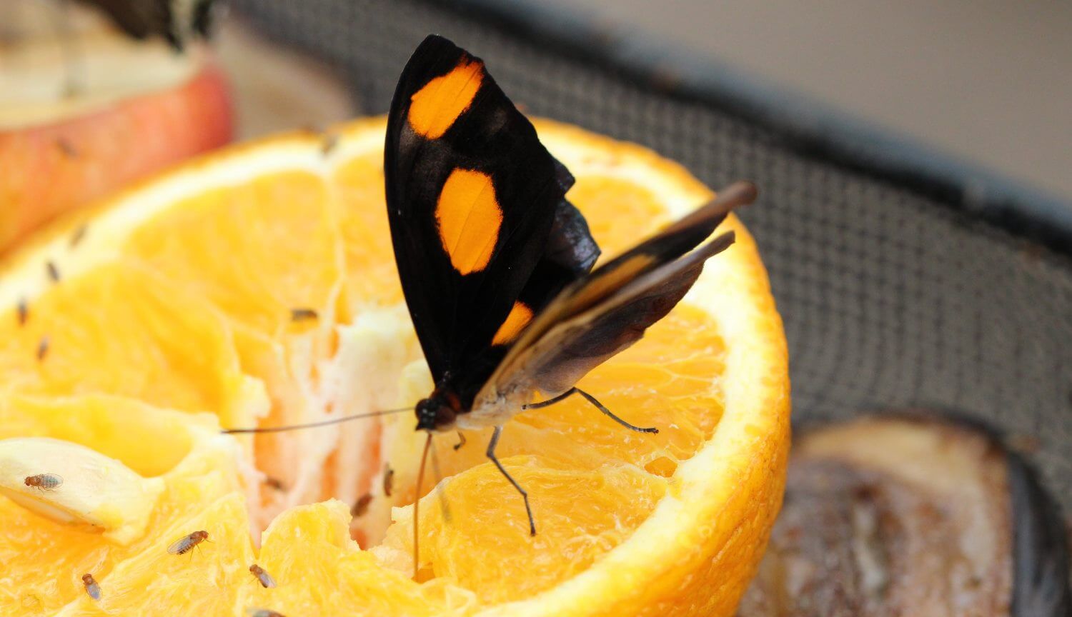 لماذا الحشرات الصالحة للأكل هي أكثر صحة من كوب من عصير البرتقال ؟ 
