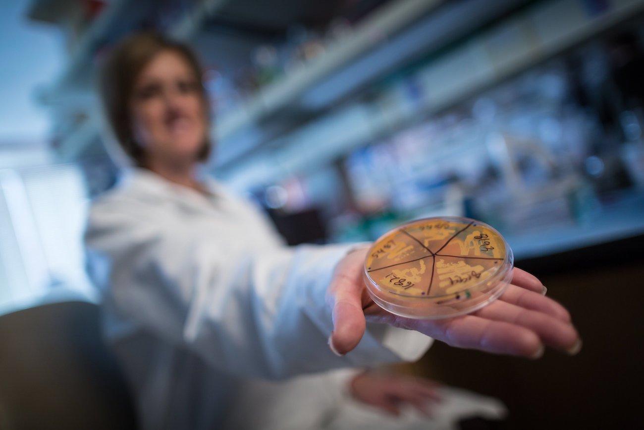 Se encuentran las bacterias que protegen contra la obesidad. Esto le ayudará a la gente?