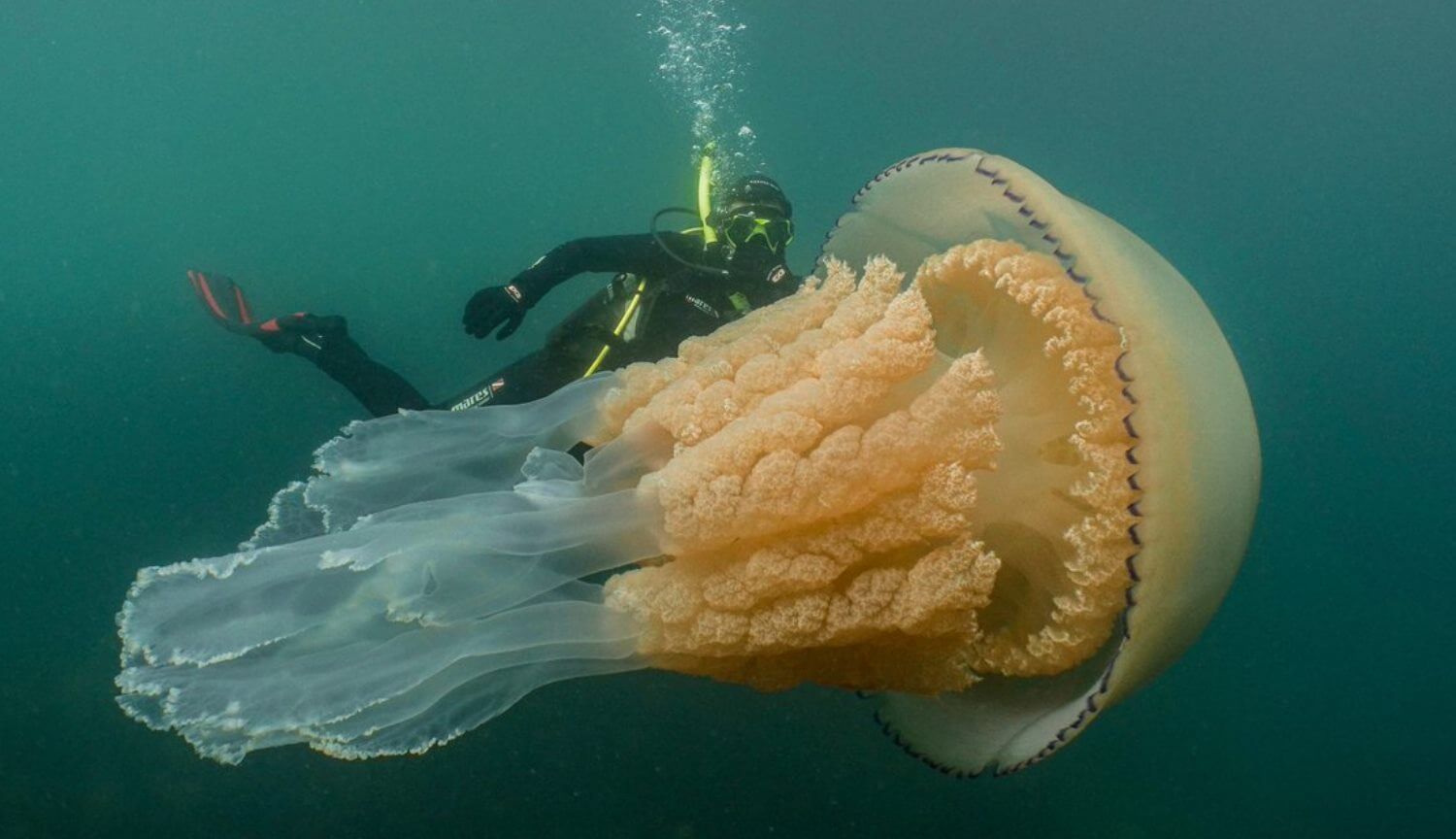 #Video | In Großbritannien fanden eine riesige Meduse von der Größe eines Menschen