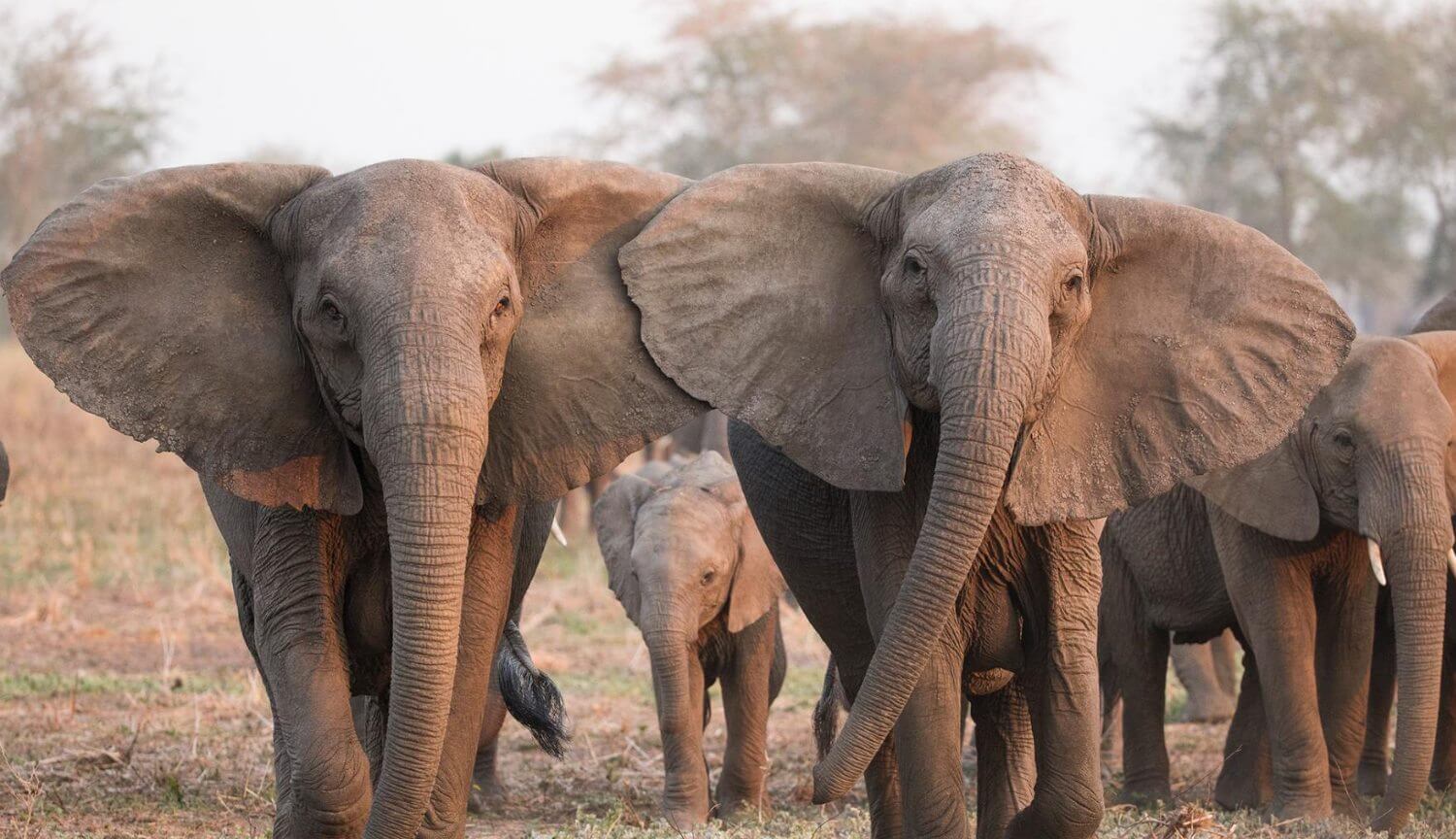 Les éléphants indiens ont commencé à se rassembler dans la «gang» et de tuer des gens