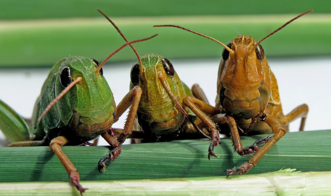 Russian scientists want to add the sausage in the shells of locusts. Why?