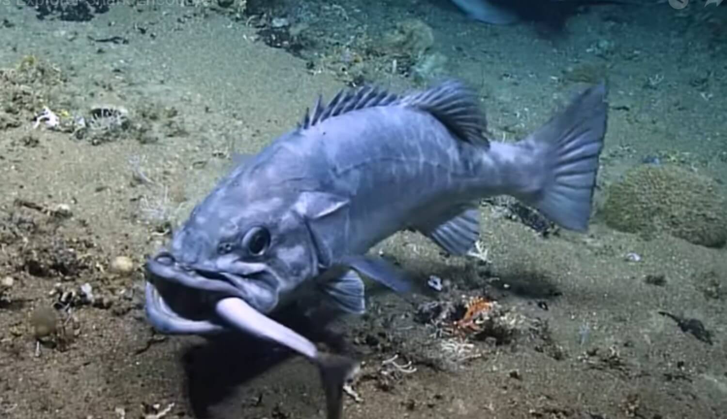 Peut-il normal de poisson avaler entière requin?