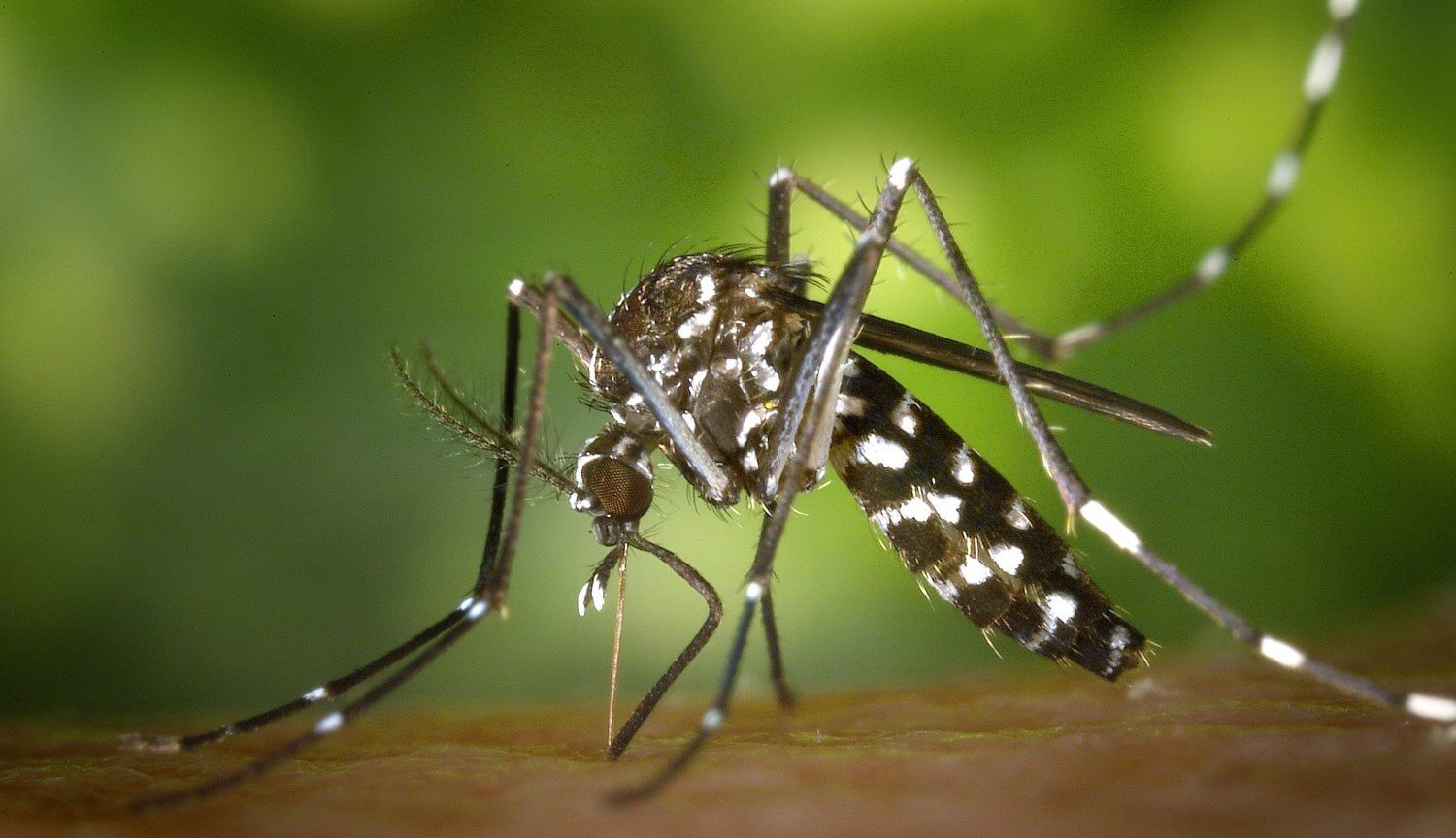 La radiazione di armi biologiche e distrutto le zanzare in Cina