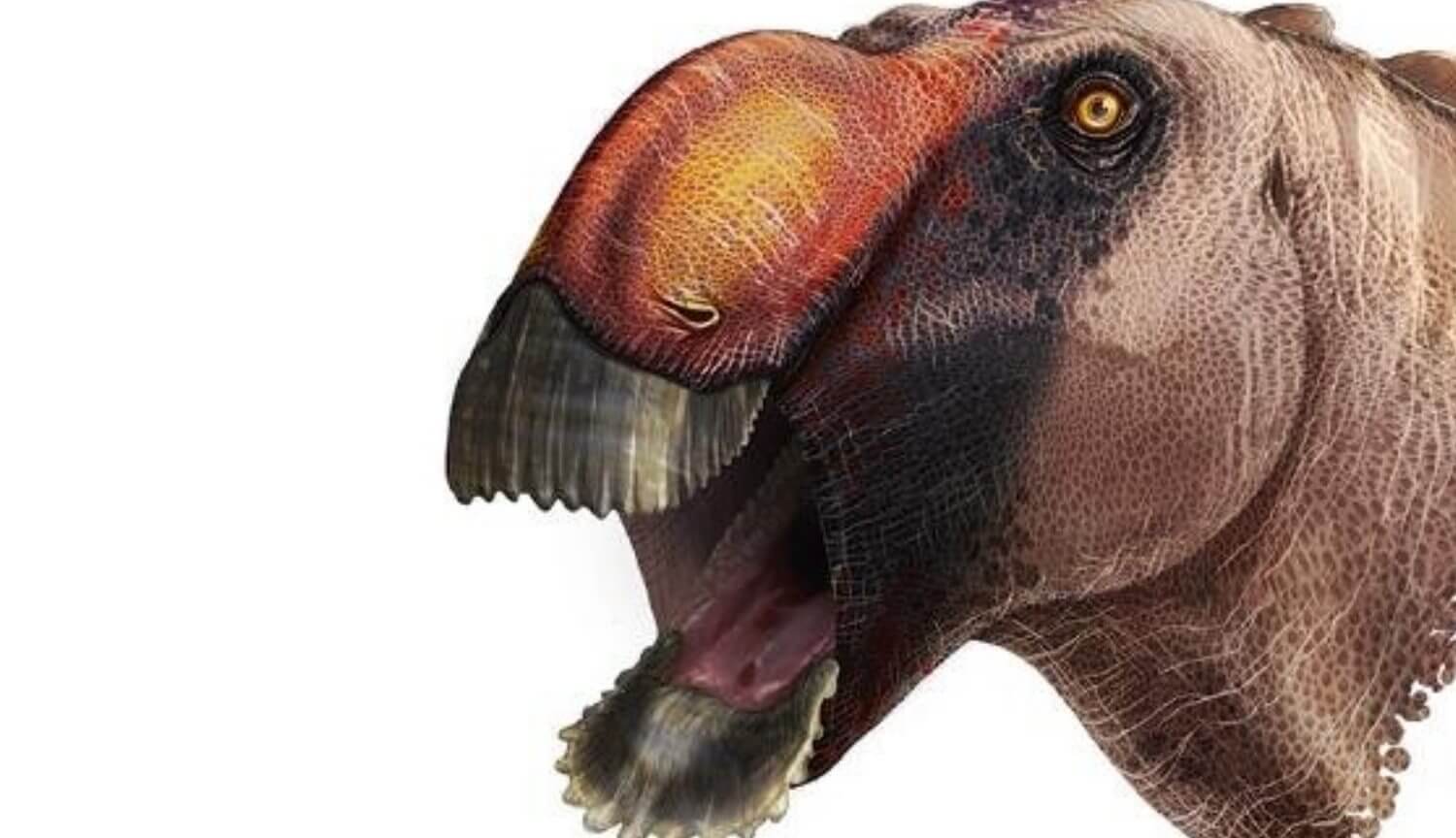 وقد اكتشف العلماء ديناصور جديد. وقال انه يتطلع مثل البطة