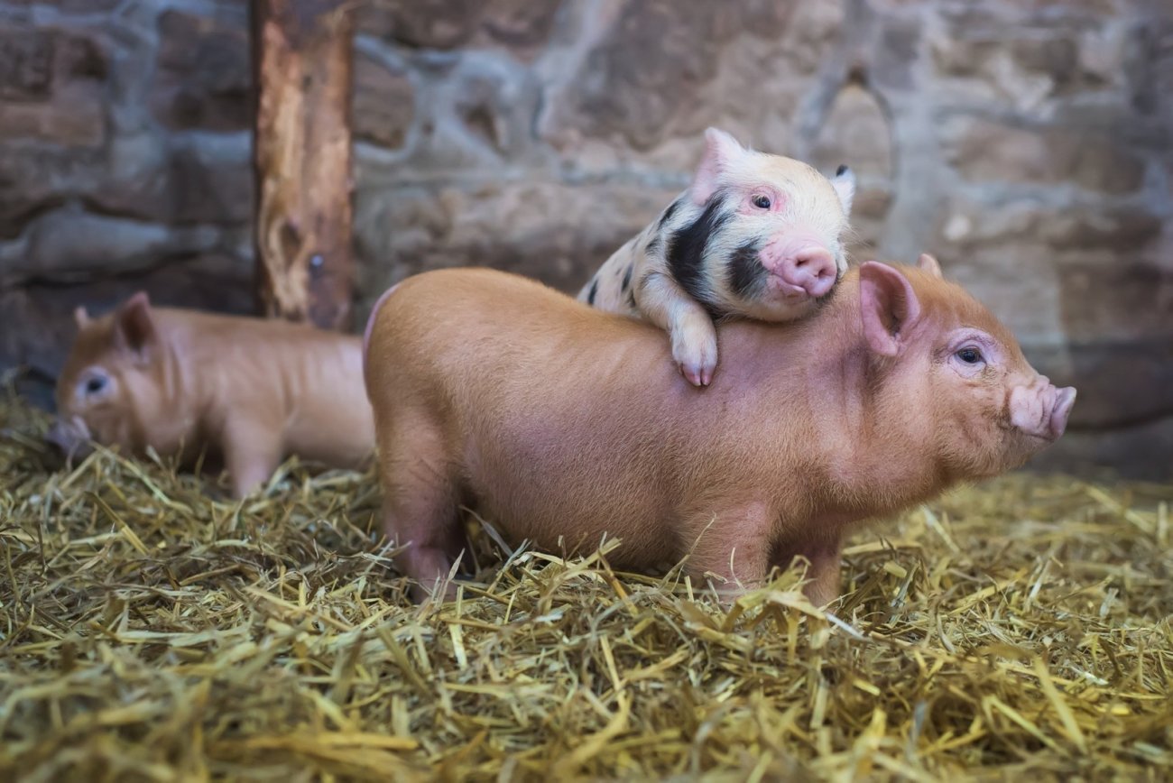 Künstlichen Schweinefleisch. Ein weiterer Sieg der Lebensmittelindustrie