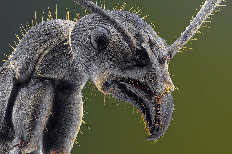 Ғарыштан көрінетін үлкен рой муравьев. Қайда олар летят?
