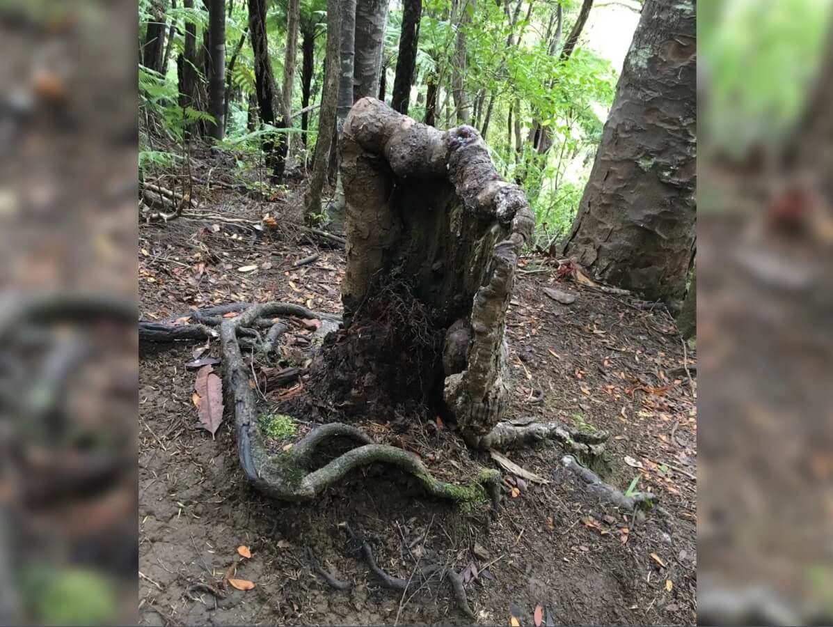 New Zealand scientists have discovered a stump is a vampire, sucking the juices from the neighboring trees