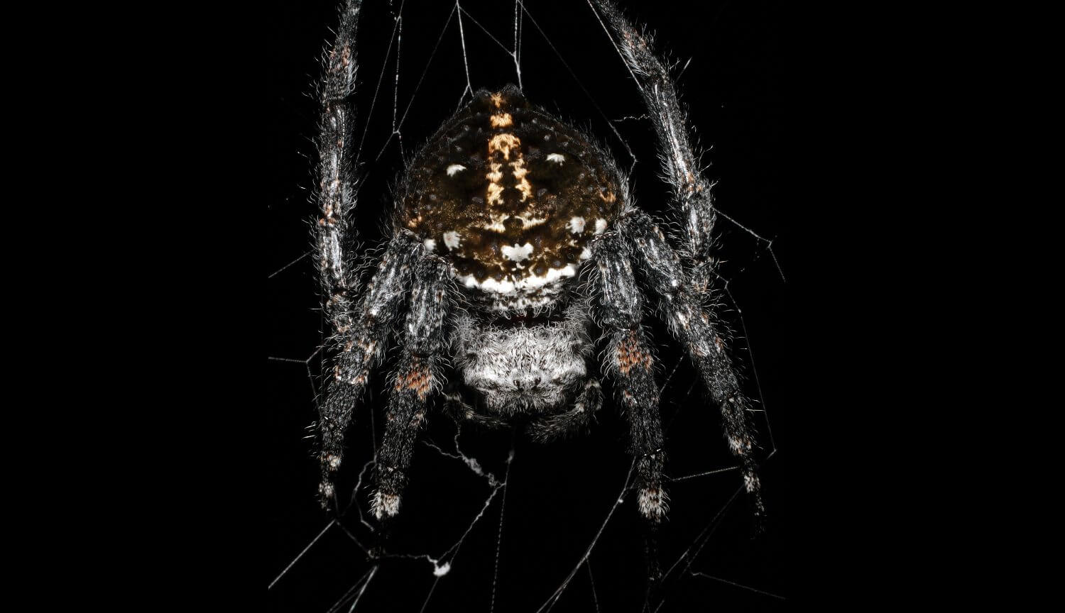 This spider weaves the strongest web. What's his secret?