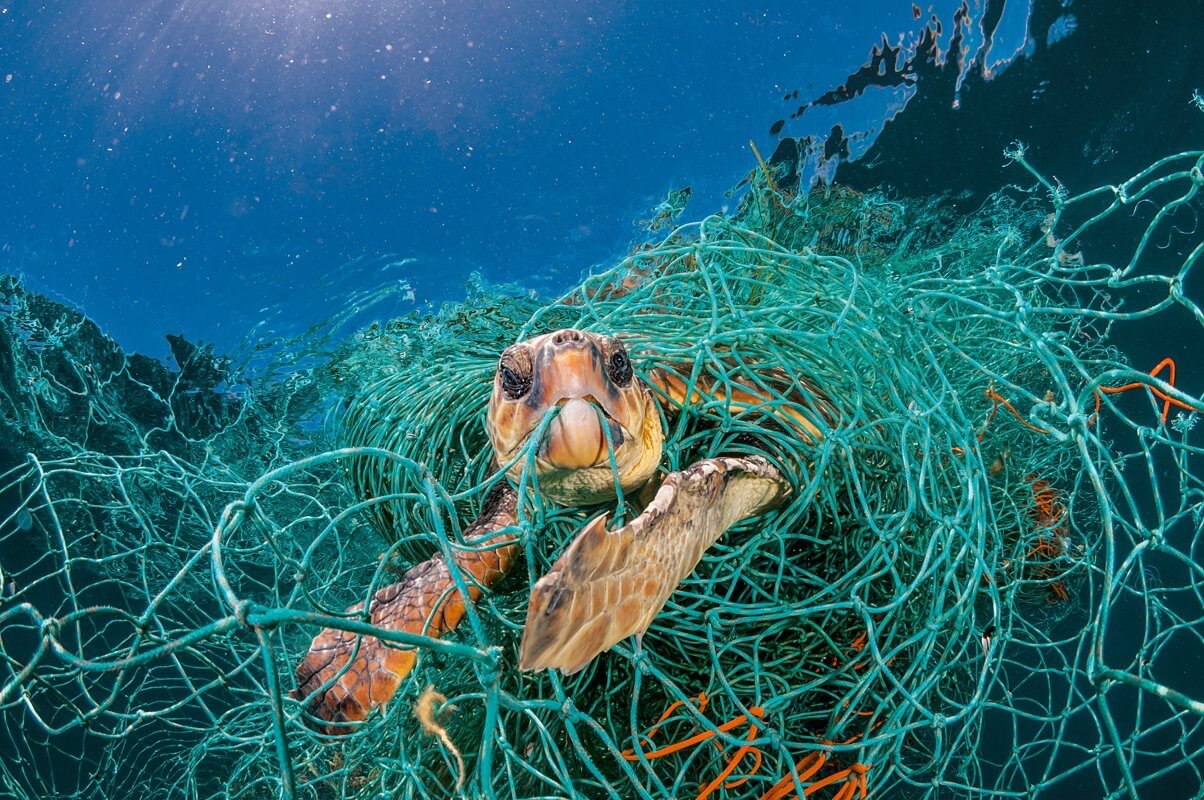 Skilpadder begynte å spise plast. Hva å gjøre med det?