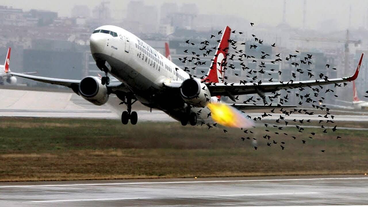 Why do birds collide with aircraft?