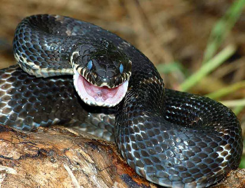 Co będzie z wężem, jeśli ją ugryzie inna wąż?