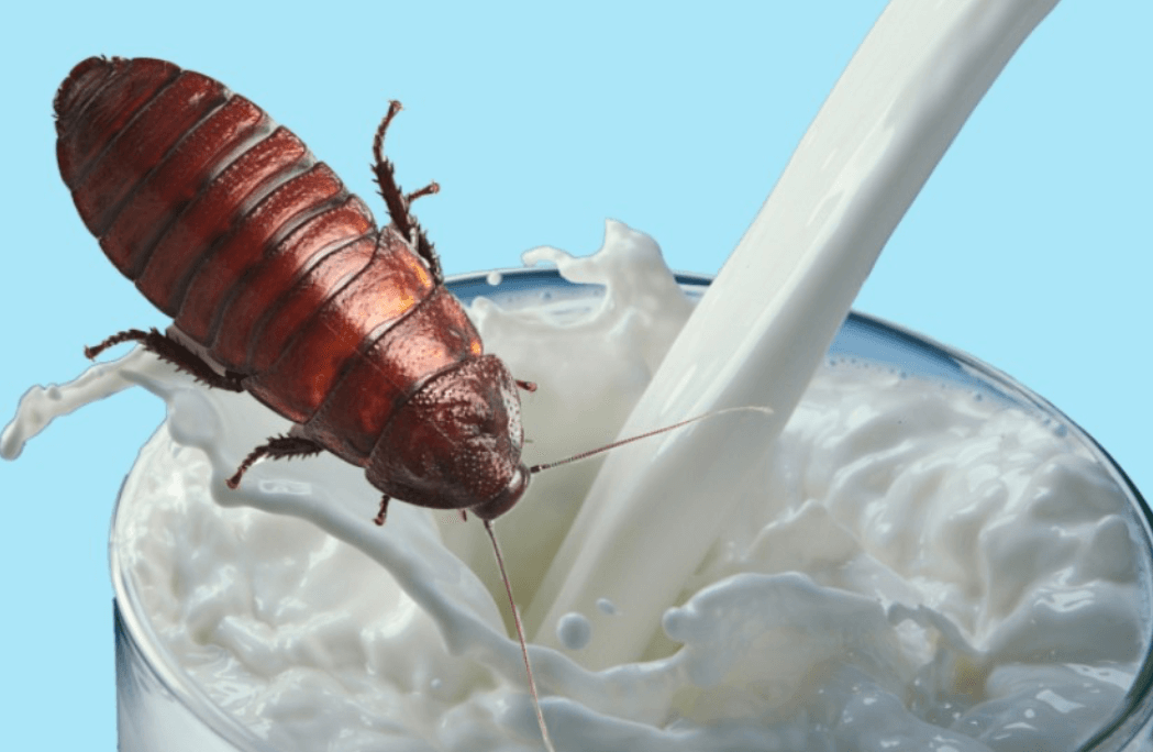 food spawn locations in cockroach simulator food spawn locations in cockroach simulator