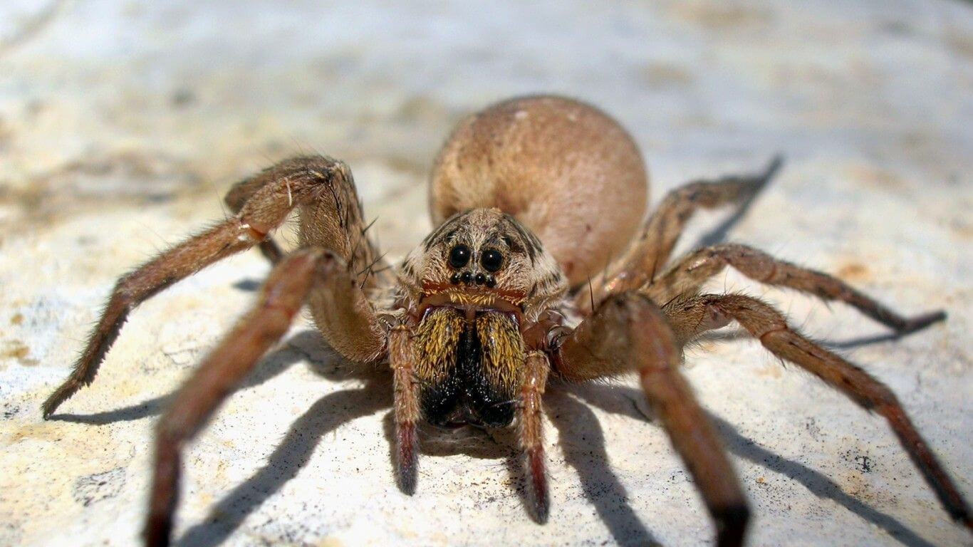 Le réchauffement climatique pourrait fâcher les araignées