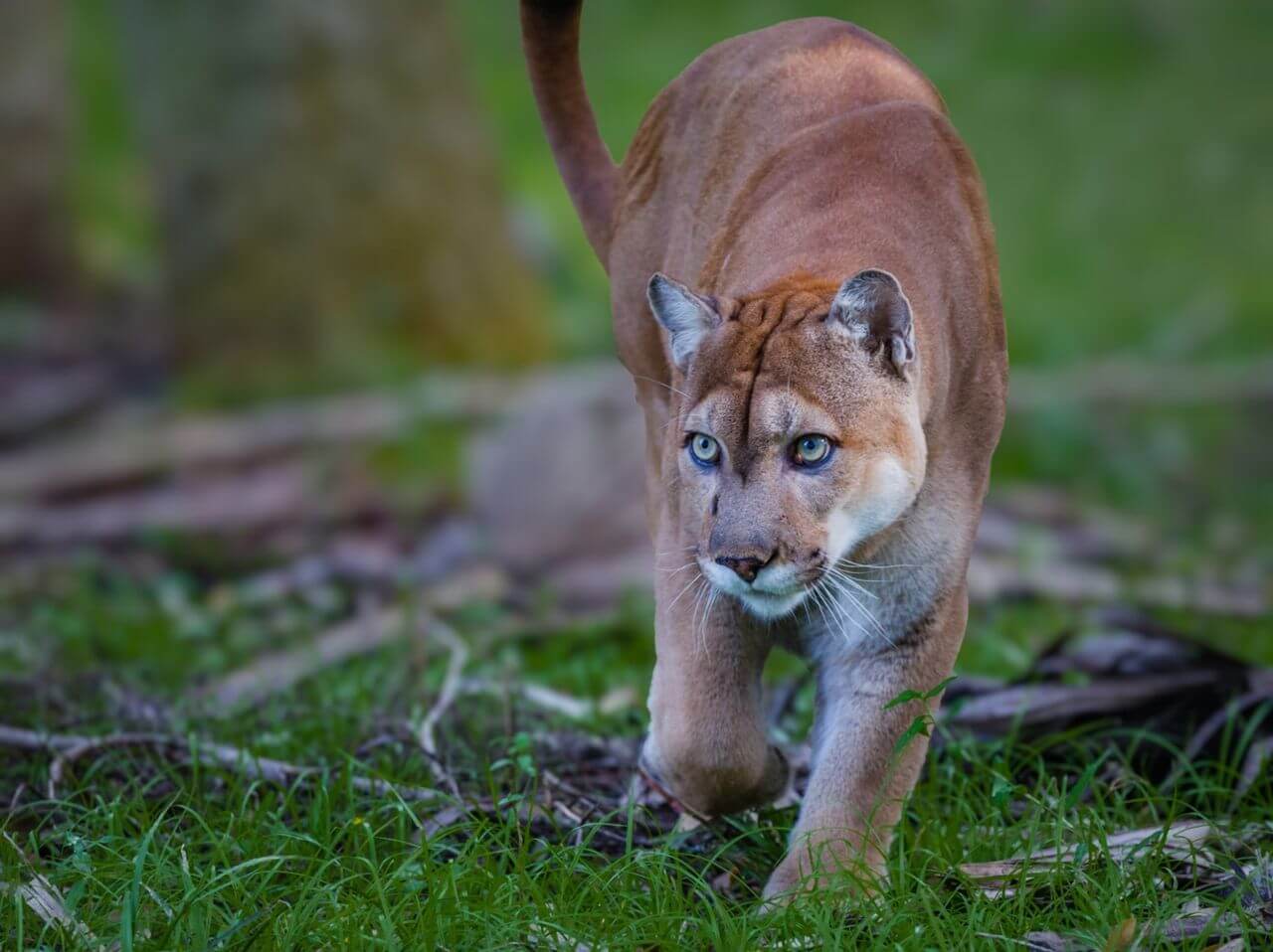 Des panthers soudainement désappris de marcher. Ce qui leur arrive?