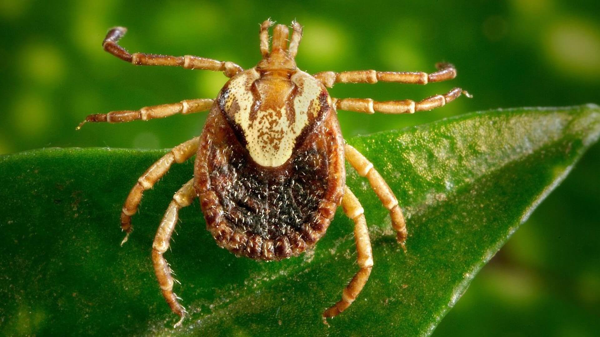 वन ticks के लिए खतरनाक हैं महिलाओं से अधिक पुरुषों के लिए