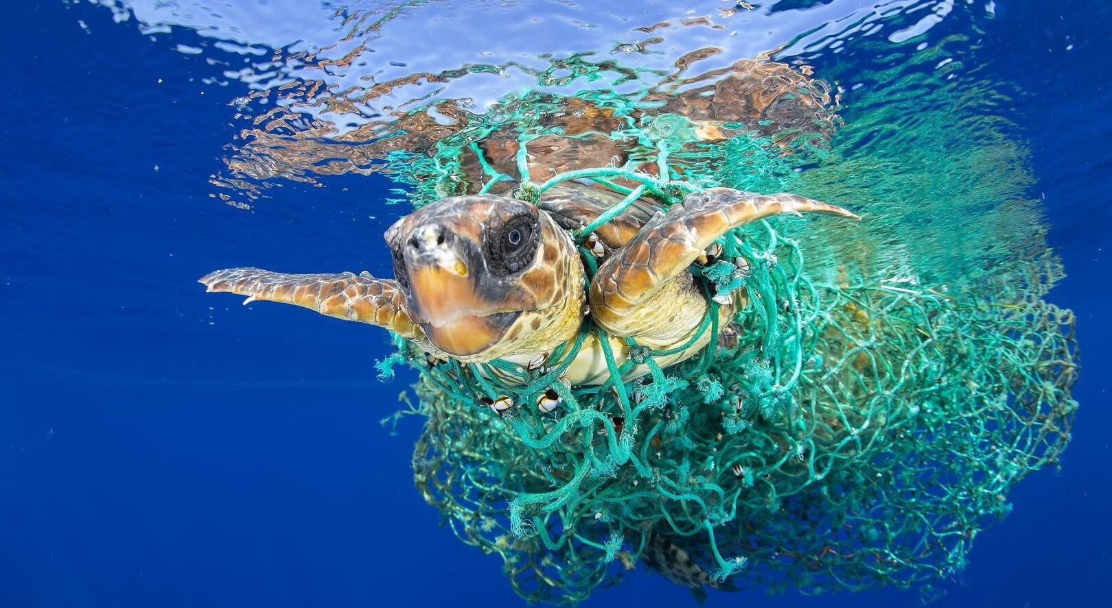 Znaleźć sposób, aby usunąć z oceanu światowego cały plastik