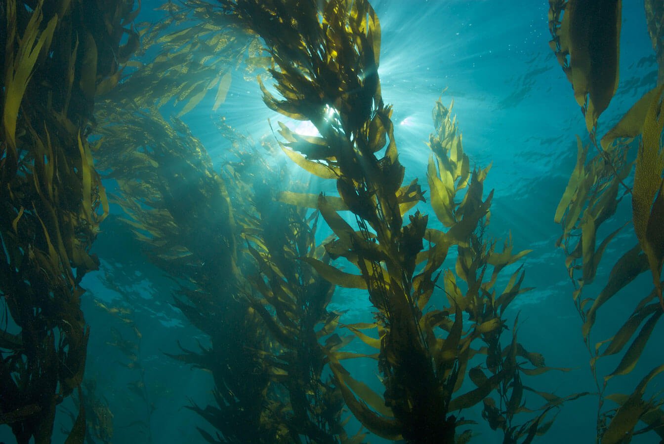 Velenosi alghe uccidono animali e infettano gli esseri umani. Presto diventeranno ancora più pericoloso