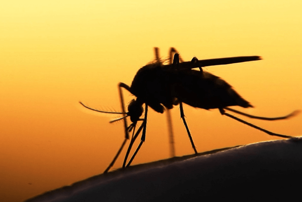 Som mygg har forandret verden?