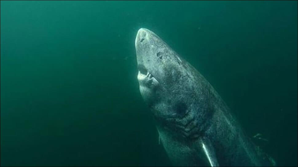 Au Groenland trouvé un requin à l'âge de 512 ans. Est-ce vrai?