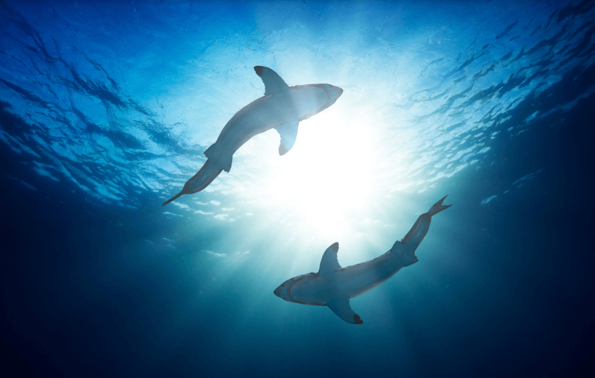 Neden köpekbalığı karanlıkta parlayan