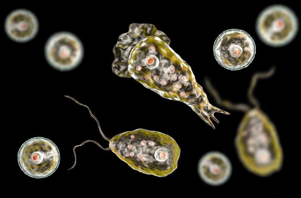 Perfect killer — amoeba, brain-eating