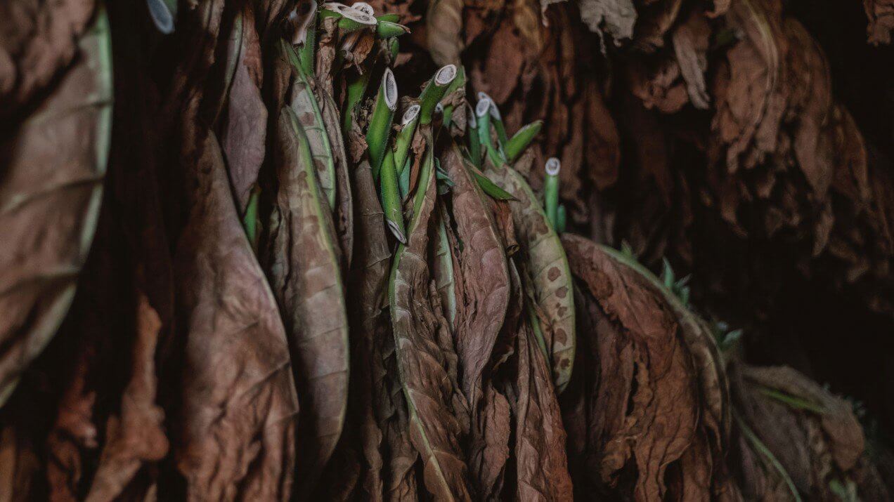 Material created from tobacco leaves was as strong as wood or plastic