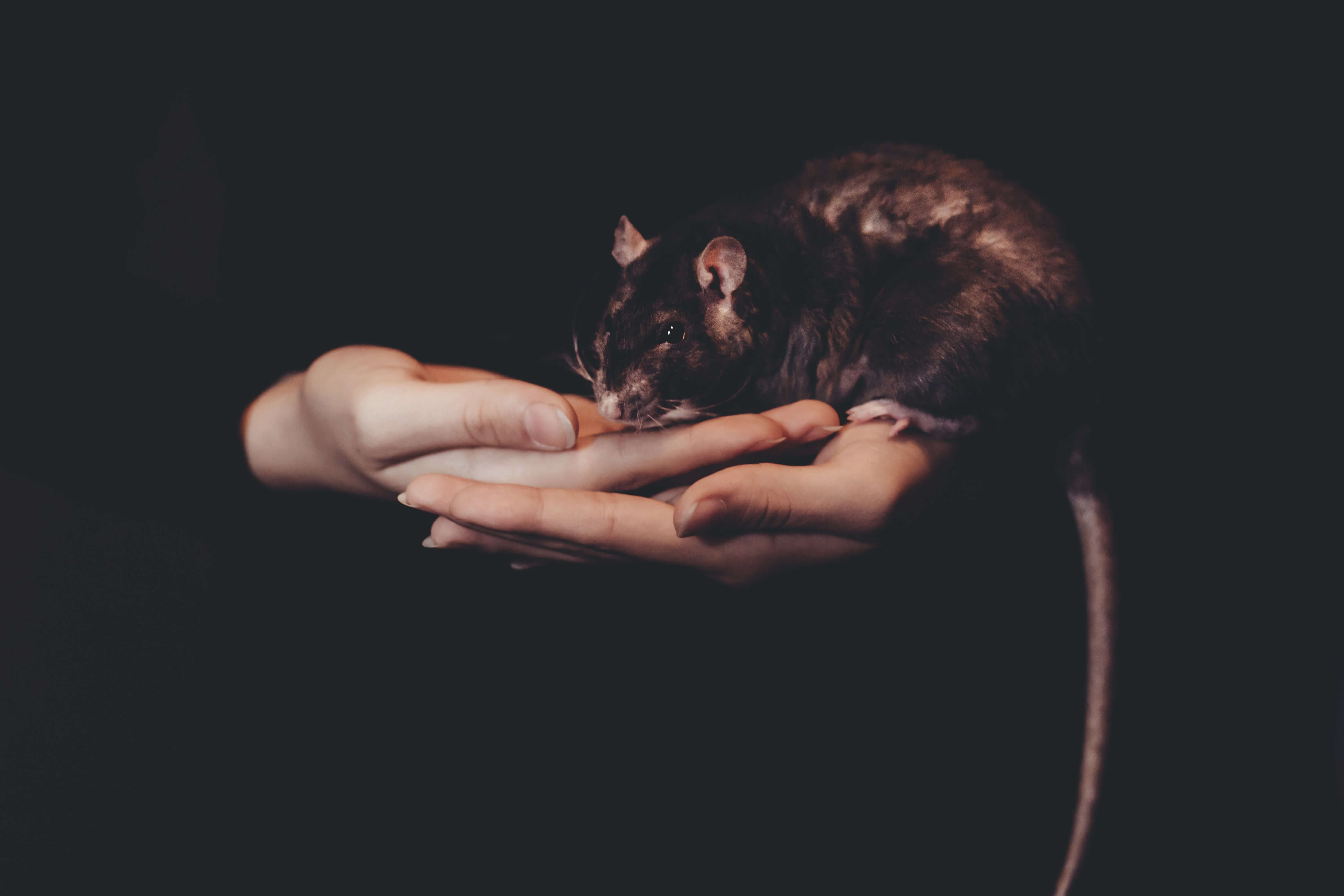 Dyr, der ved, hvordan man har det sjovt. Historien om, hvordan forskerne legede gemmeleg med rotter