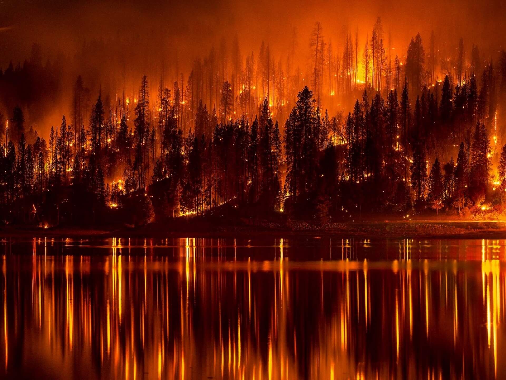 Si notre planète survivre sans arbres?