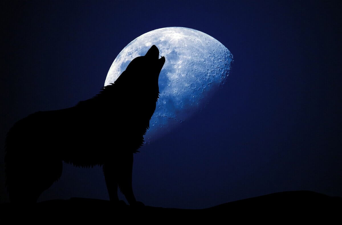 Hvorfor ulvene uler mot månen?