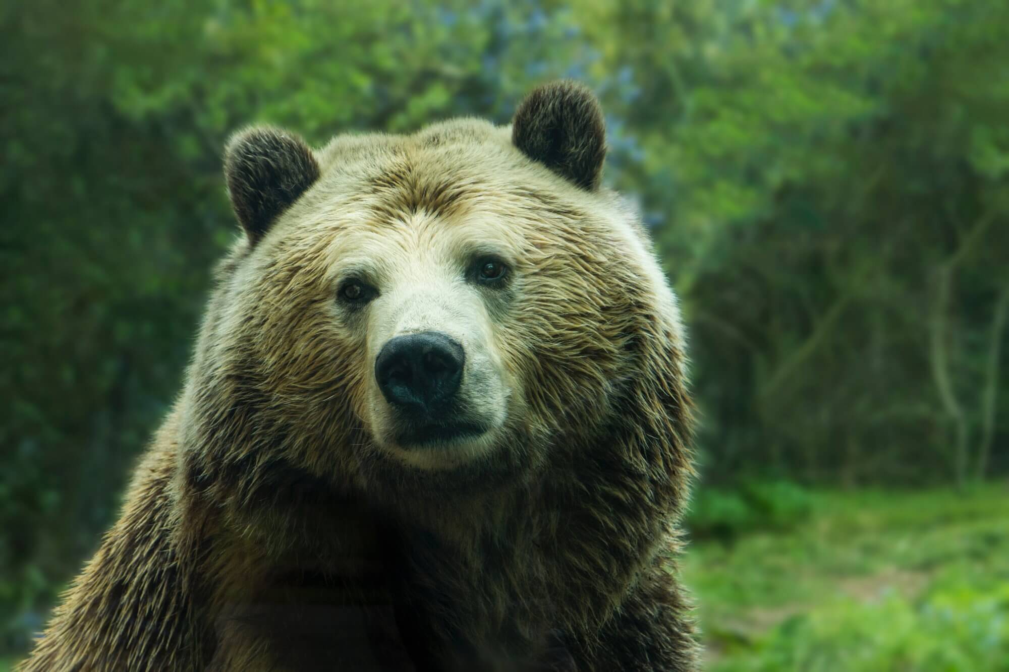 Bears var mere tilbøjelige til at angribe mennesker. Hvad er årsagen?