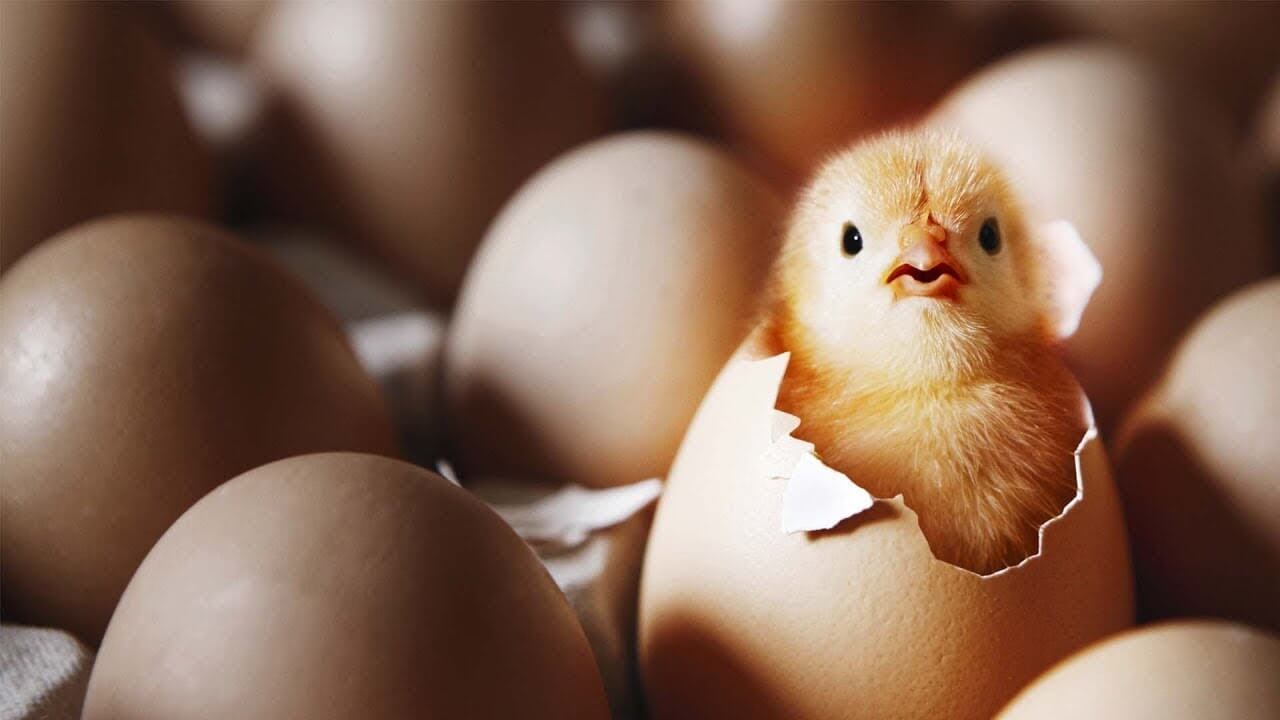 Was zuerst kam: ei oder Huhn?