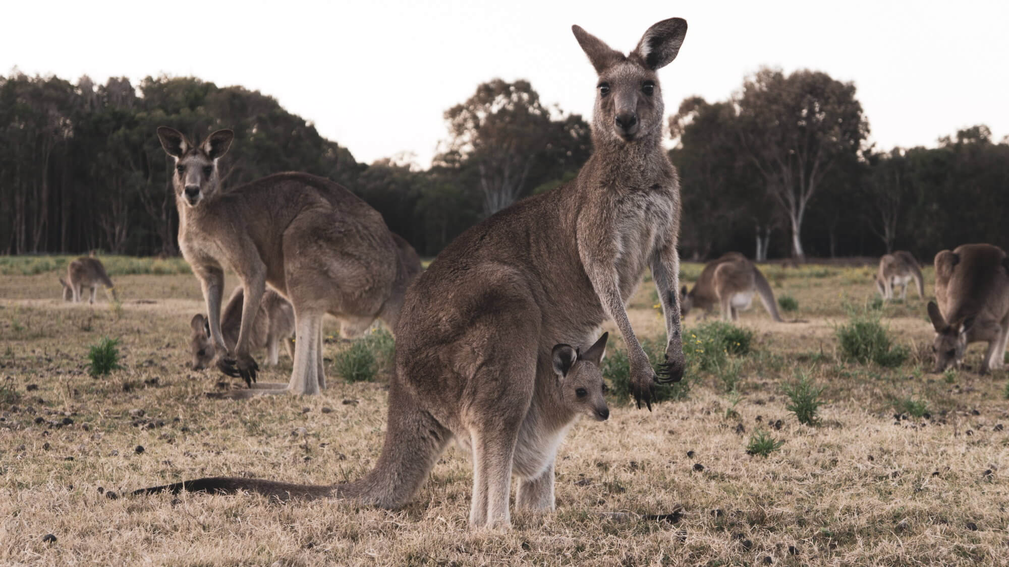 Lignede en kænguru, der bor i Australien for tusinder af år siden?