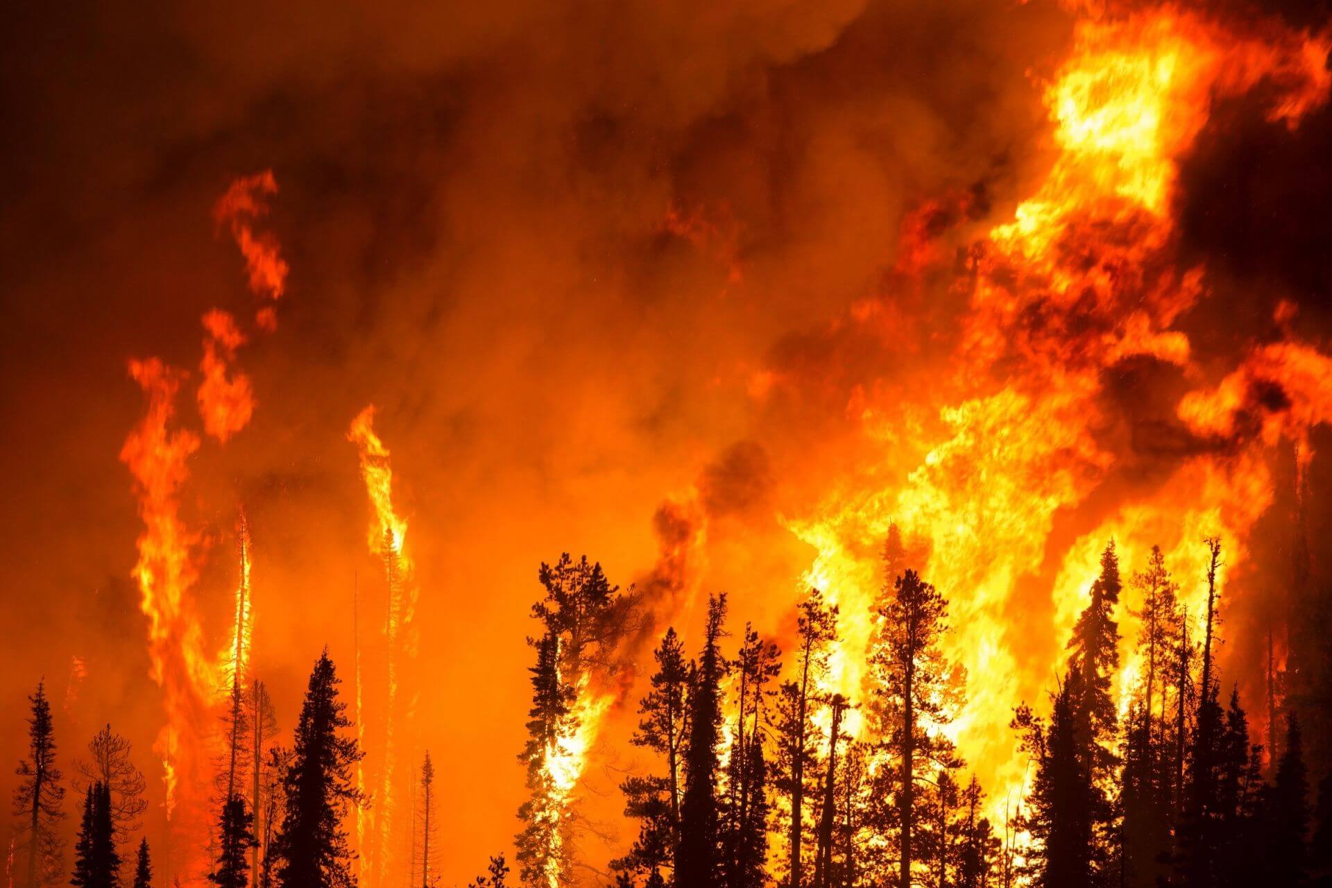 النموذج المطور قادرا على التنبؤ حرائق الغابات لمدة 20 دقيقة قبل اصطياد النار.