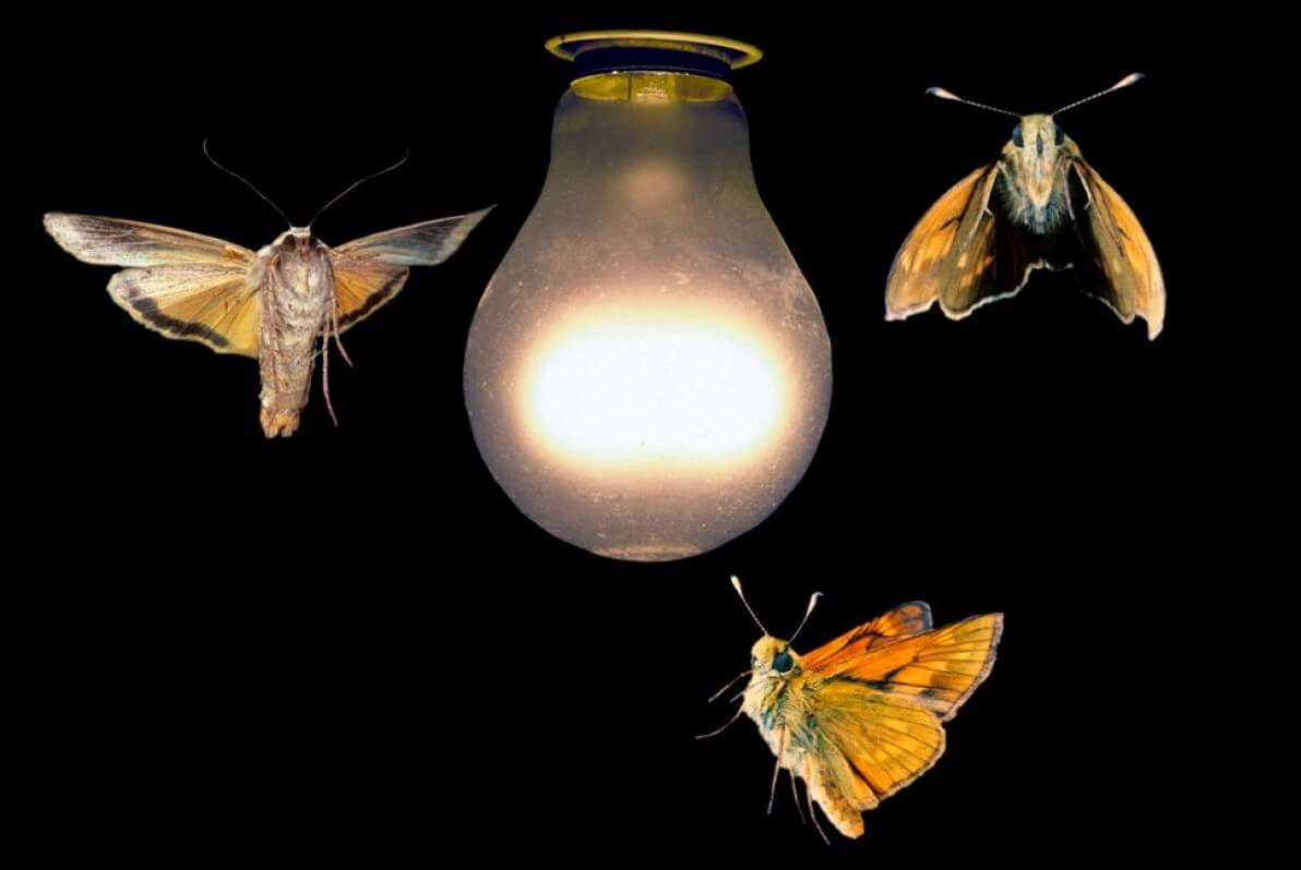 Por que as mariposas voam para a luz?