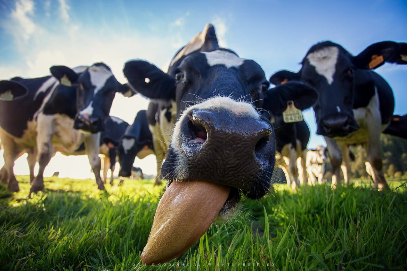 Als die Menschen begannen zu trinken Kuhmilch?