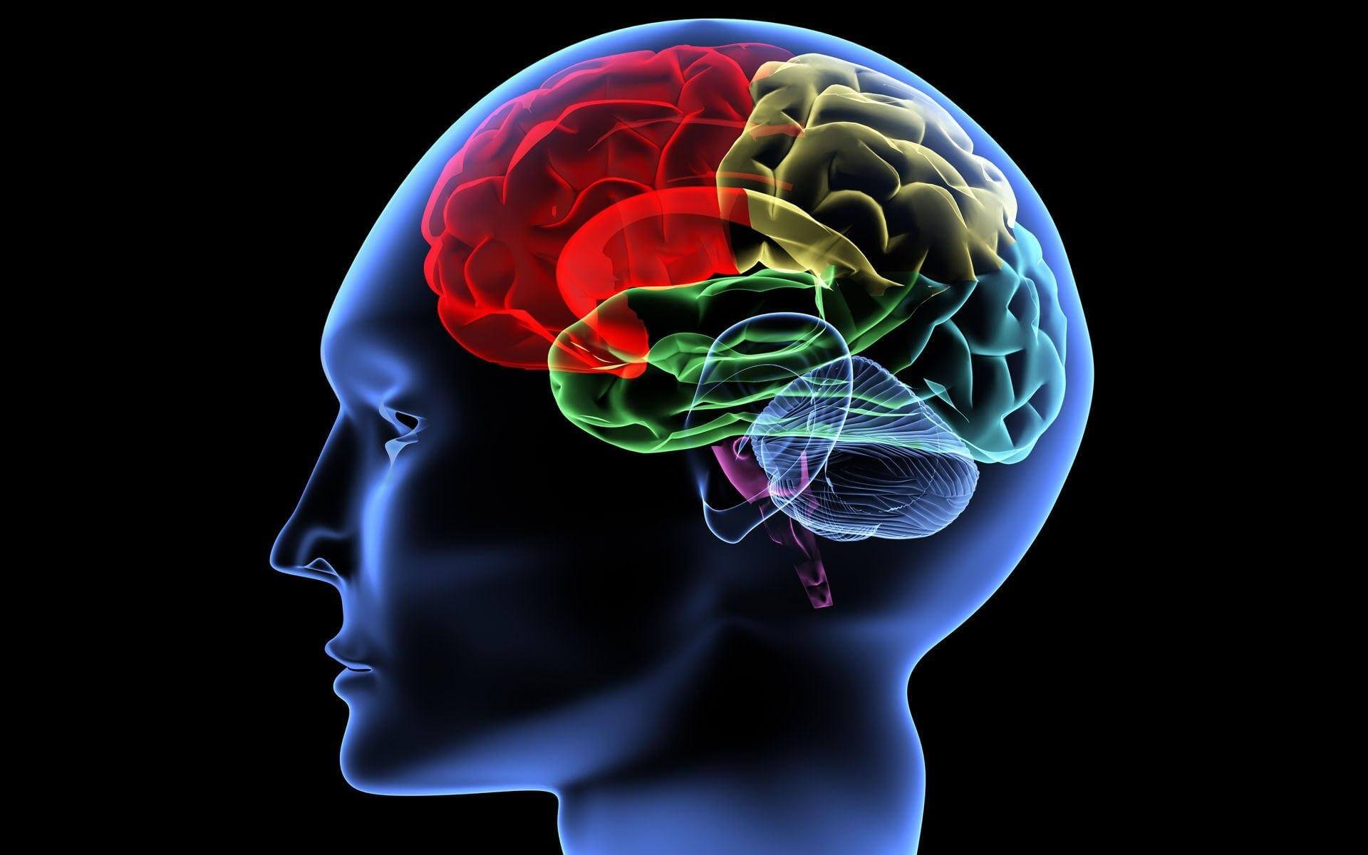 Vad händer i hjärnan när den tanken är född?