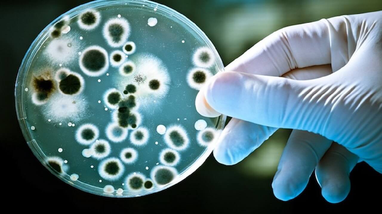 Hvad sker der med bakterier i rummet?