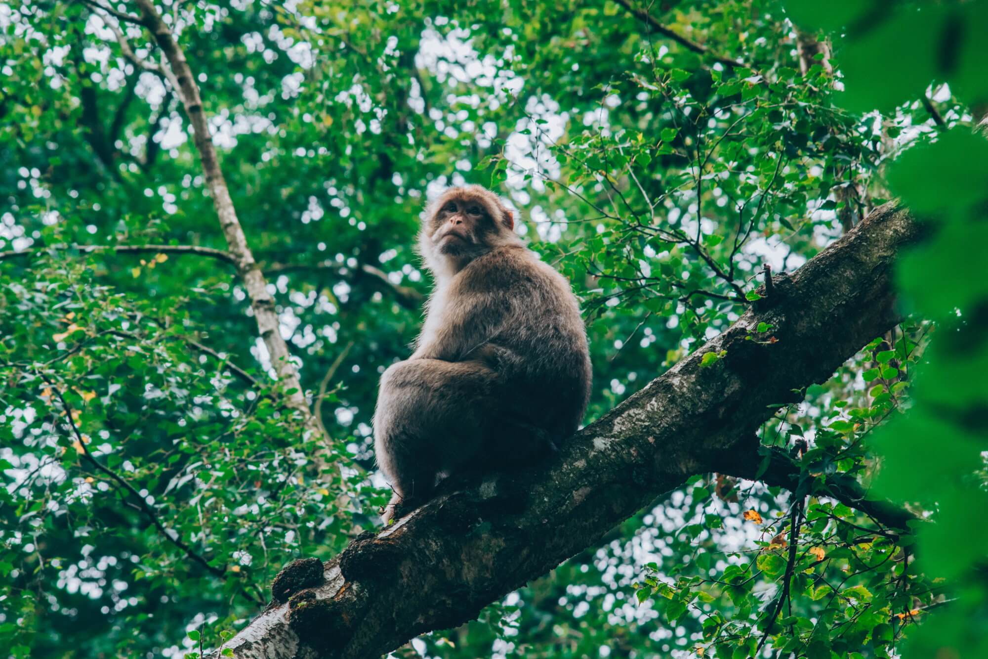 Encontrada a prova de que os macacos são capazes de comer ratos