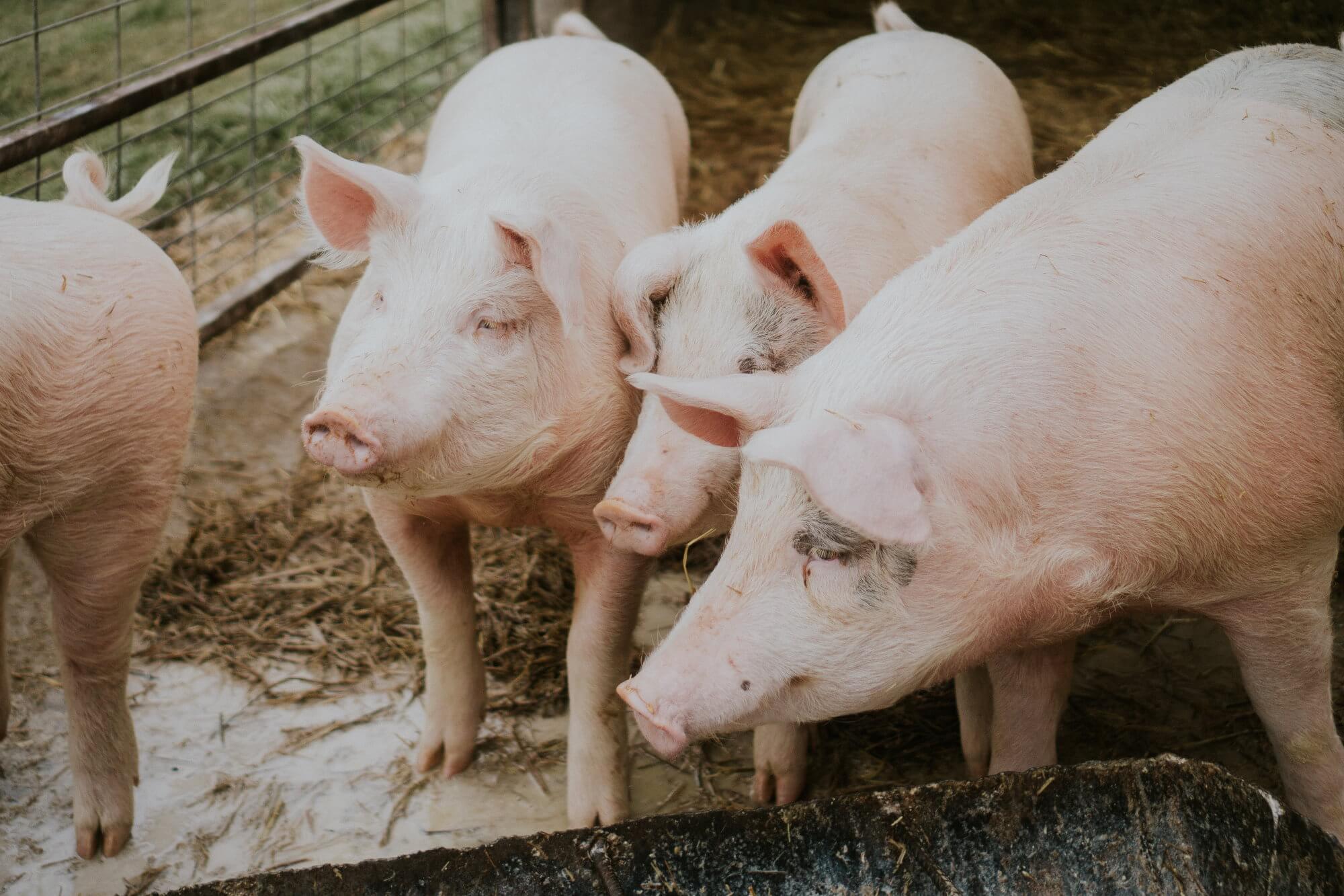 Warum in China begonnen, Schweine aufzuziehen Größe mit den Eisbären?