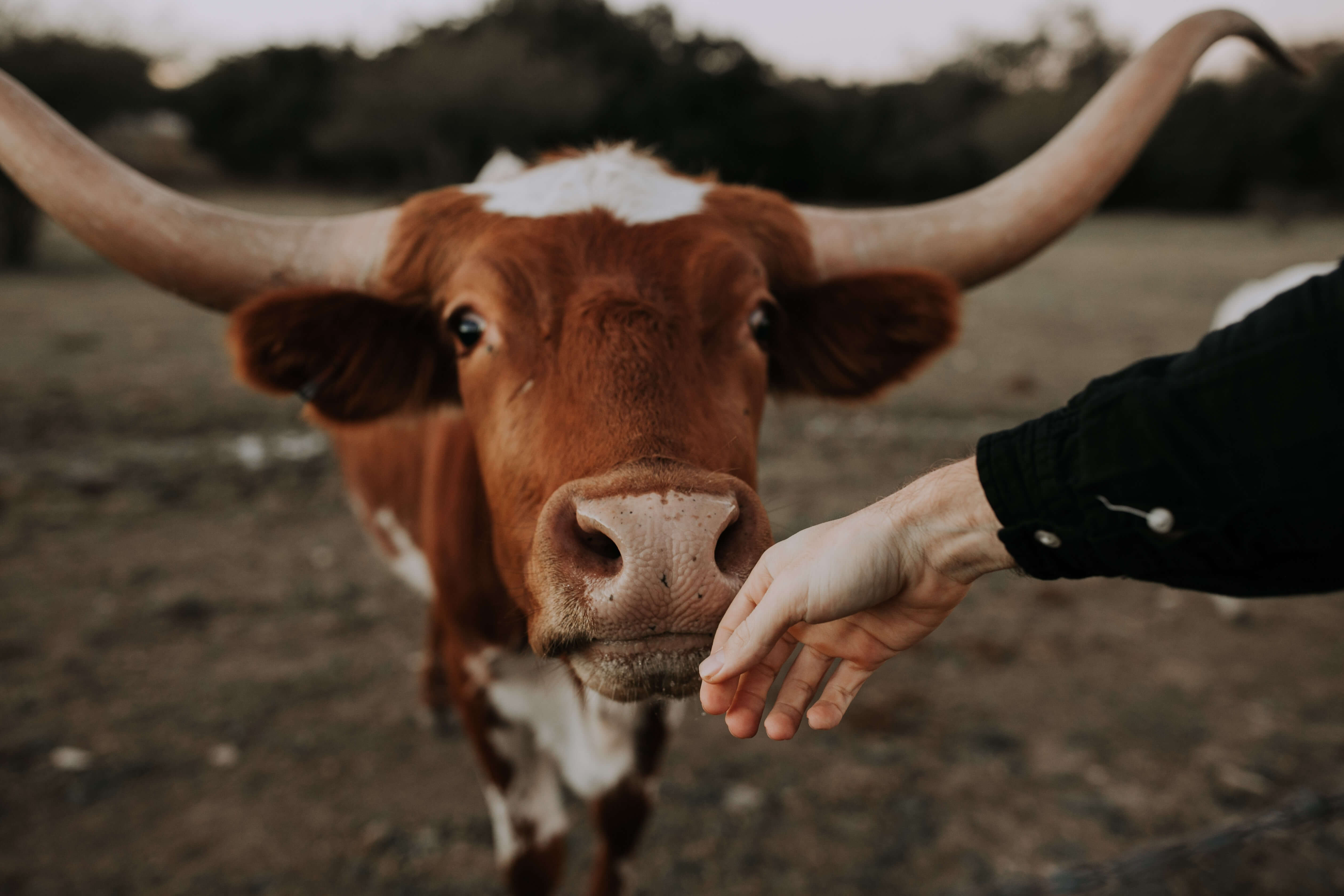 As vacas podem proteger das moscas, podemos fazê-los na cor zebra