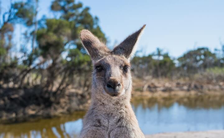 Eski bir kanguru, bir gün sular altında Toprak