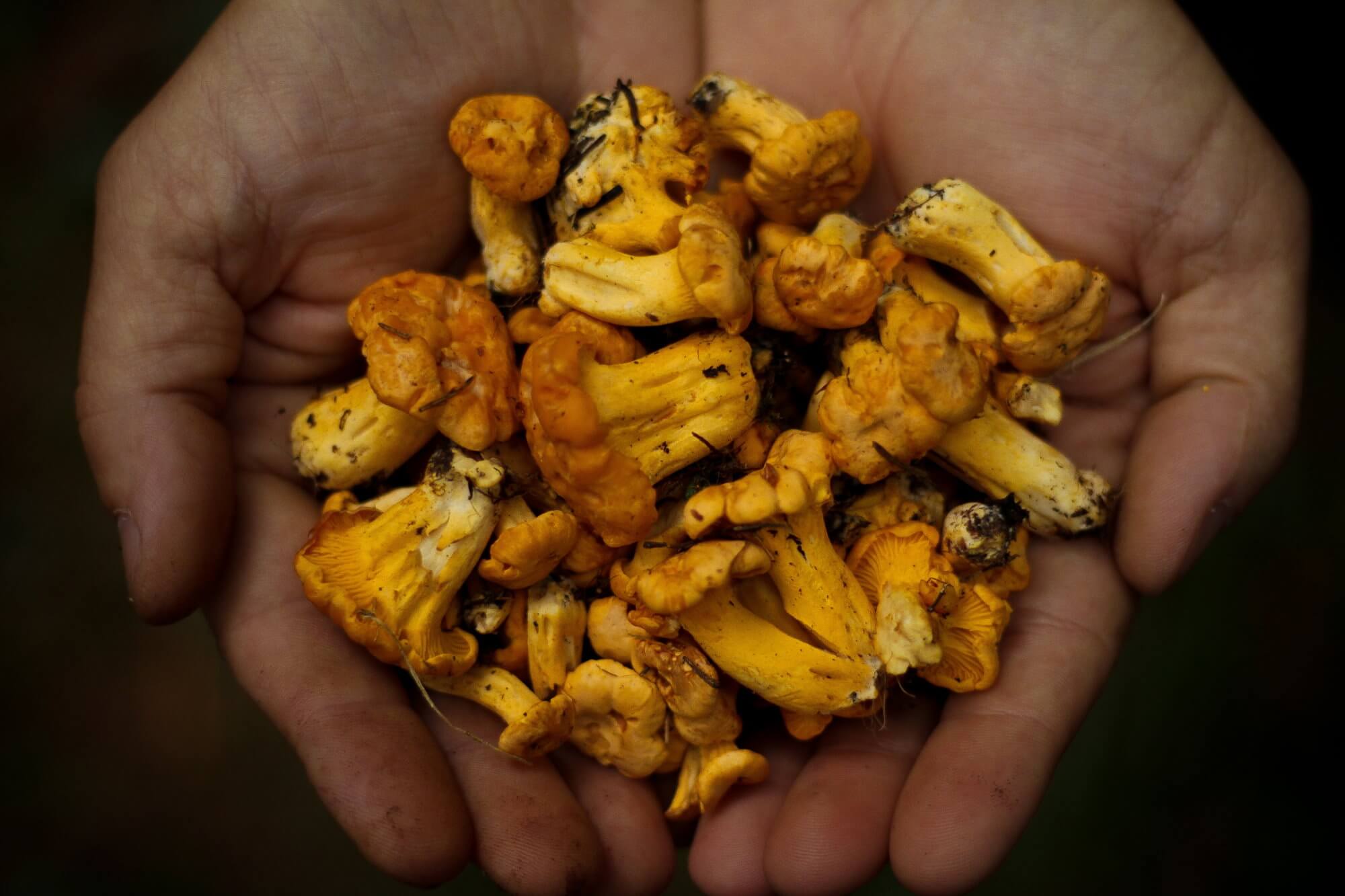 蘑菇减少风险的前列腺癌