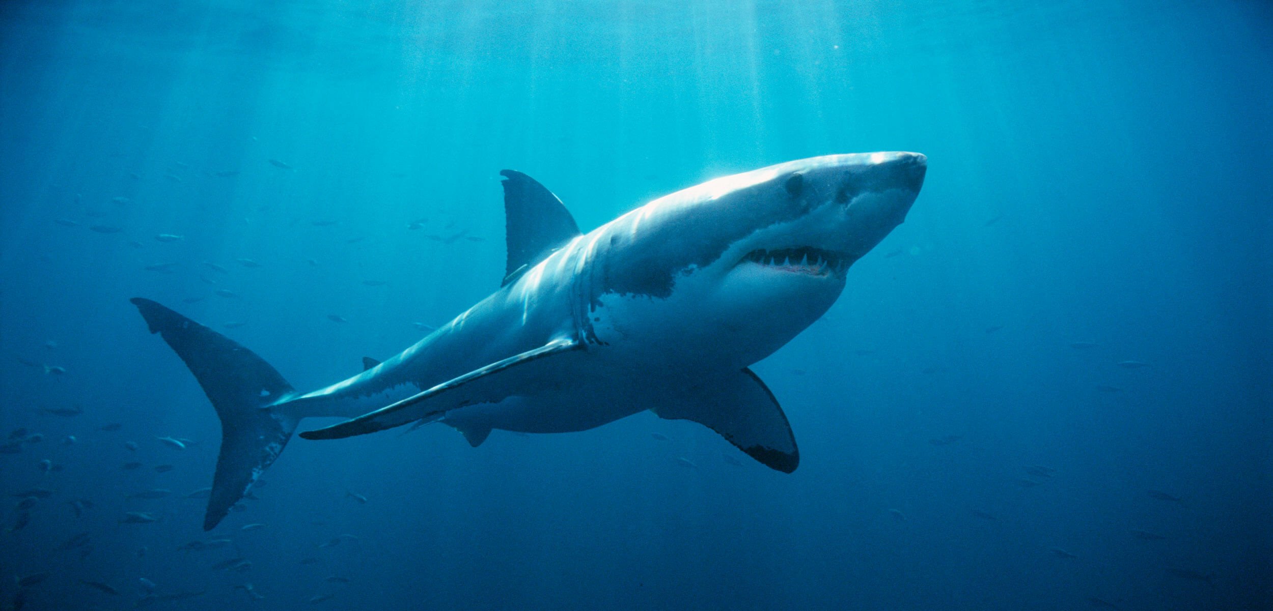 O tubarão branco anualmente se reúnem em grupos na costa da Austrália, mas não está claro por que