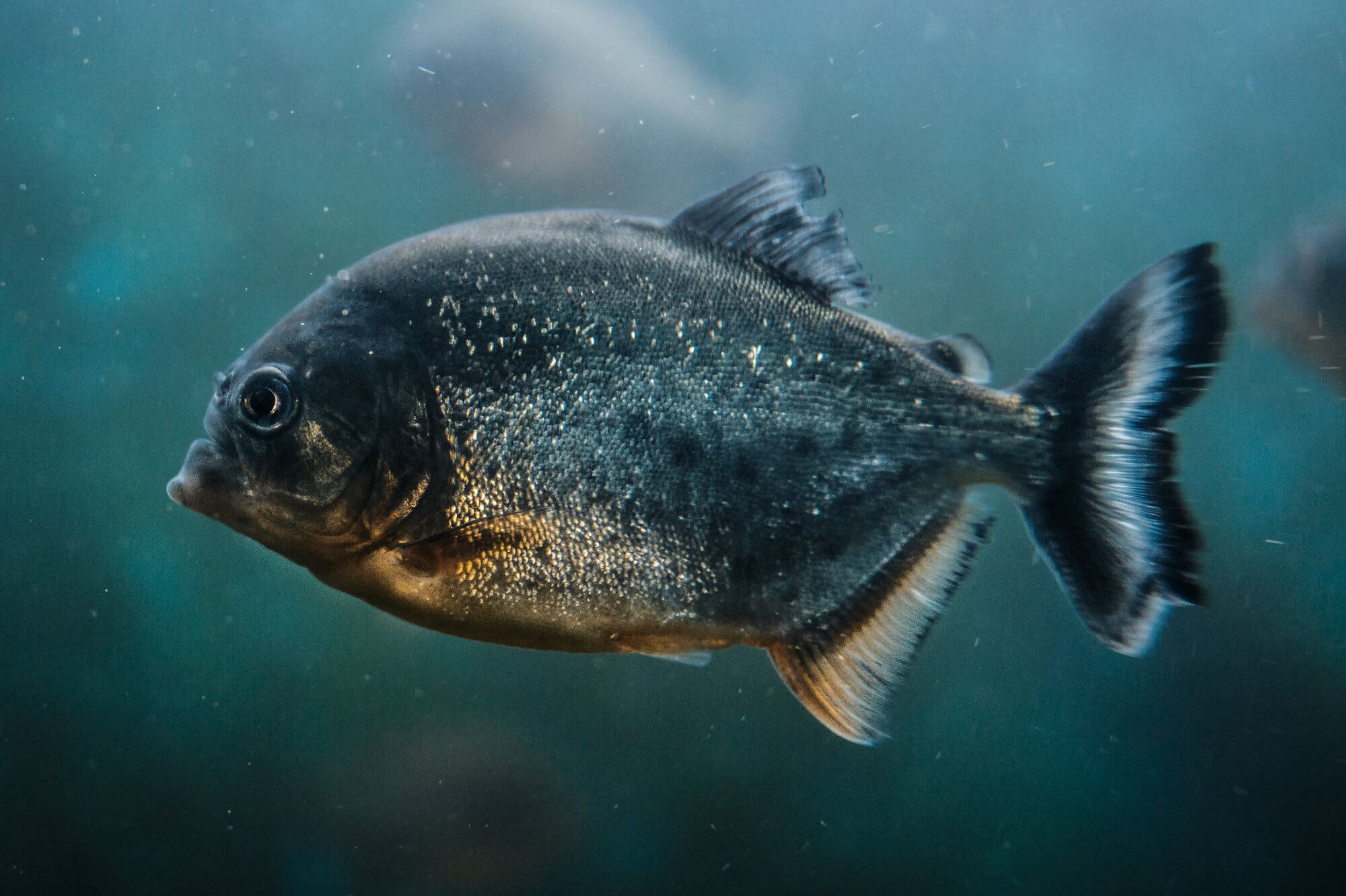शिकारी मछली पिरान्हा दांत के परिवर्तन के पूरे ब्लॉक. लेकिन क्यों?
