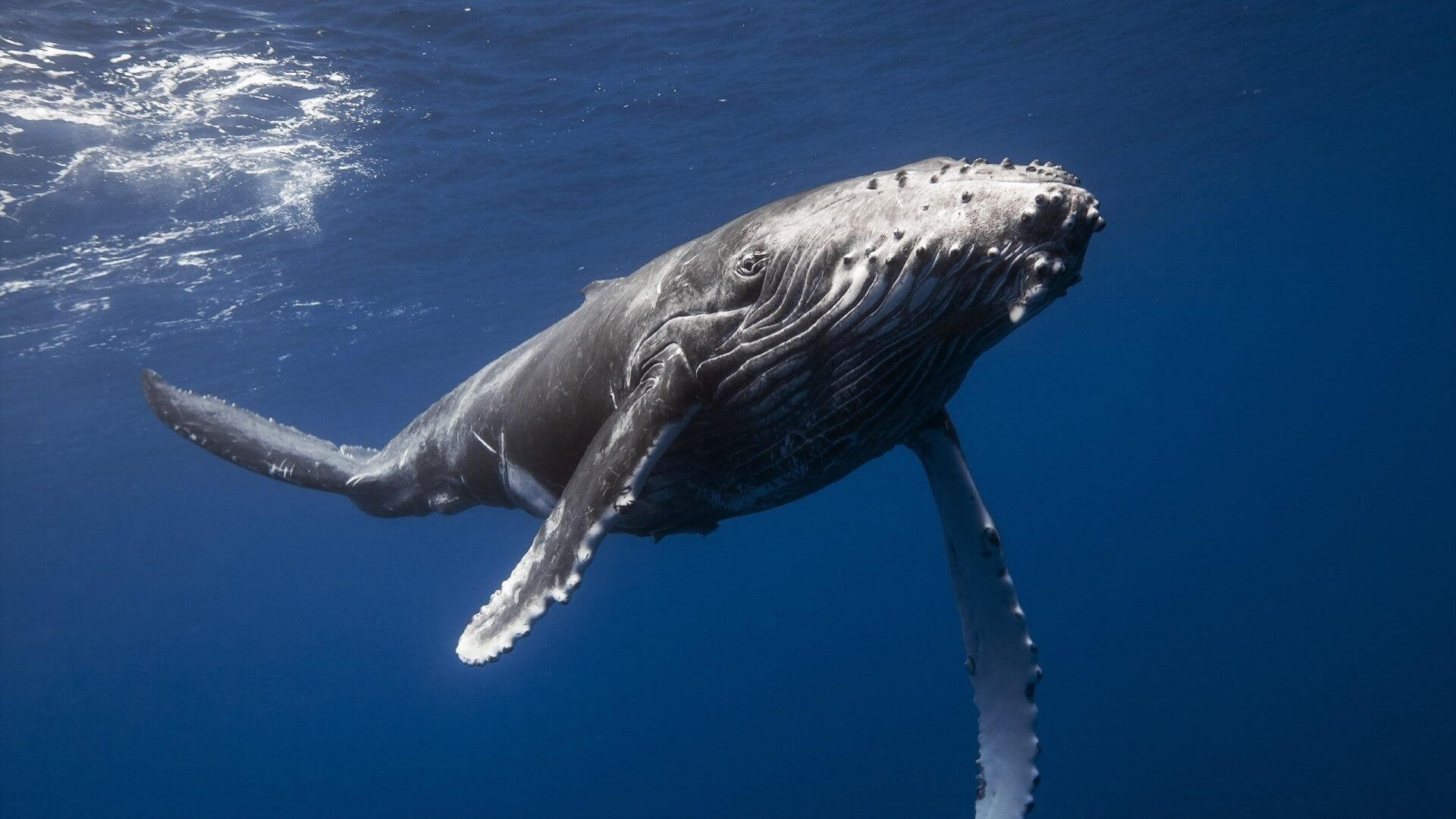 #filmy | Jak wieloryby polują na ryby za pomocą pułapek?